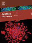 Go to journal home page - Developmental Brain Research